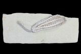 Crinoid (Histocrinus) Fossil - Crawfordsville, Indiana #99914-2